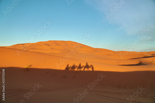 Shadow of a camel caravan transporting people on a sand dune in the dessert at the sunset in Morocco Africa © Lukas