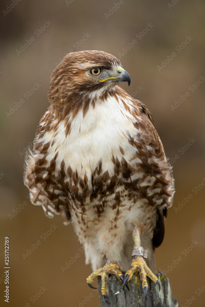 Very close view of a red-tailed hawk perched, seen in the wild in North California Very close view of a red-tailed hawk perched, seen in the wild in North California