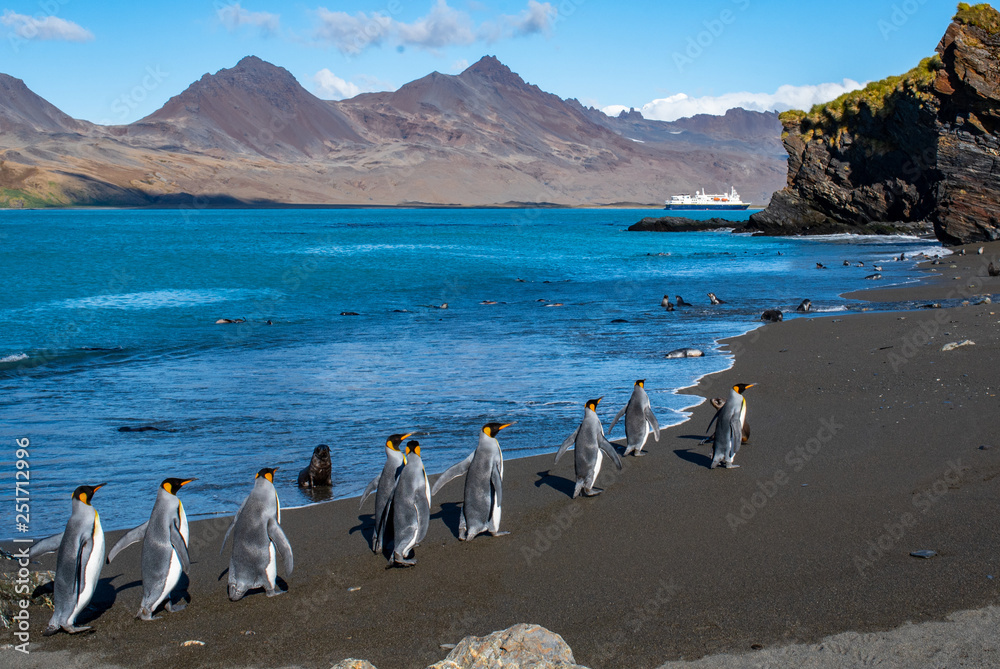 Naklejka premium King penguins and a cruise ship on South Georgia Island