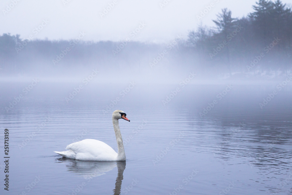 A swan floating on foggy lake in the morning A swan floating on foggy lake in the morning