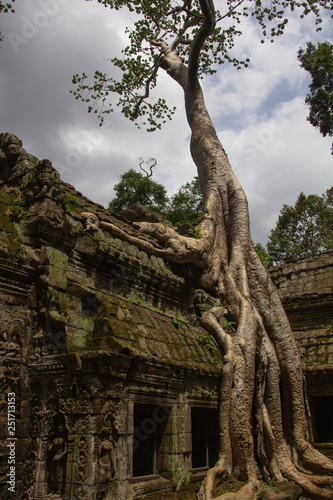 A Tree in the Temple