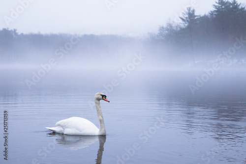 A swan floating on foggy lake in the morning