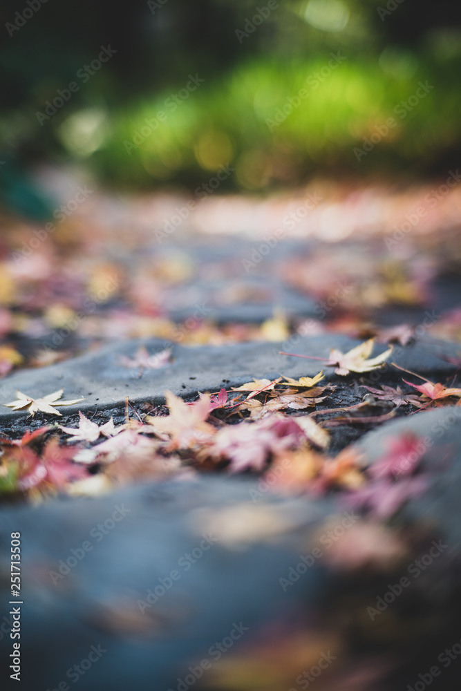 Leaf Leaf