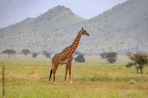 Ndutu Serenegti and Ngorongoro Safari 2019