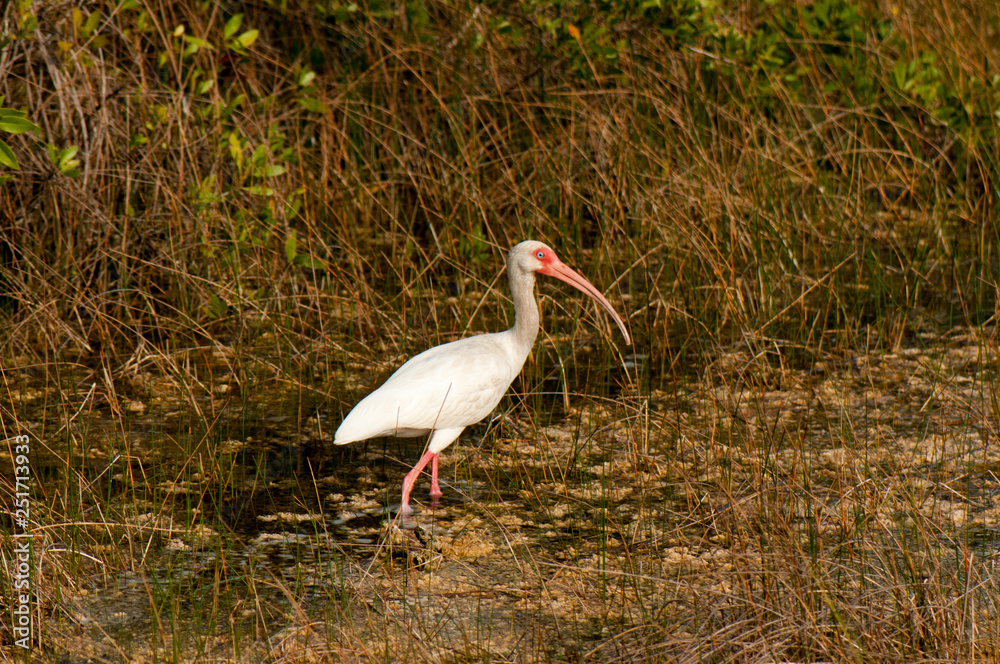 Fototapeta premium White ibis in the everglades