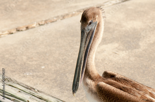 Brown pelican in the Everglades