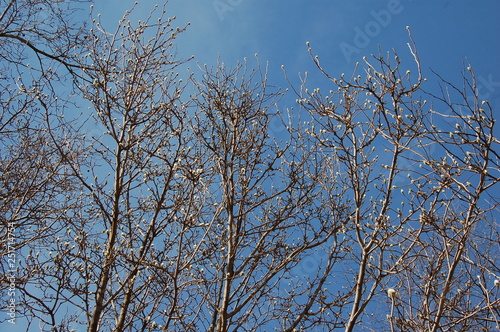 branches of a magnolia tree against blue sky