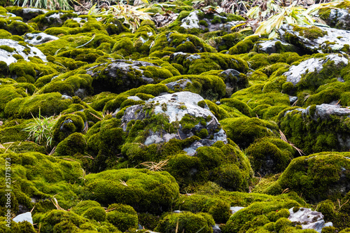 Green moss on rocks