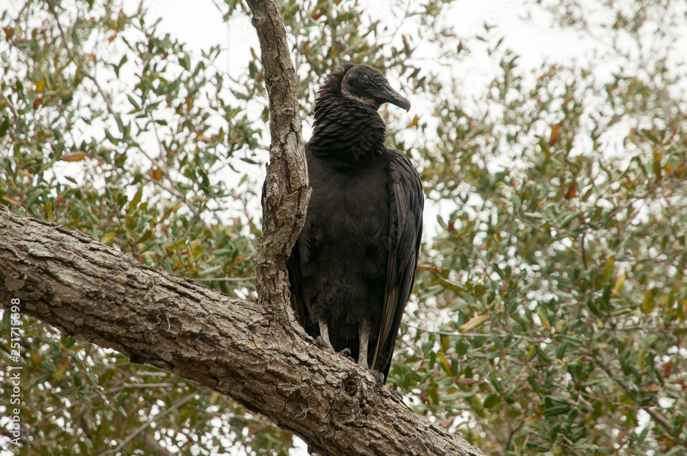 Black vulture in the Everglades Black vulture in the Everglades