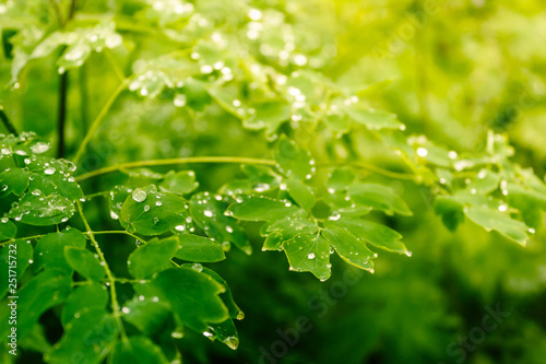 Water drops on green leaves. Rain in forest. Dew on trees early in morning