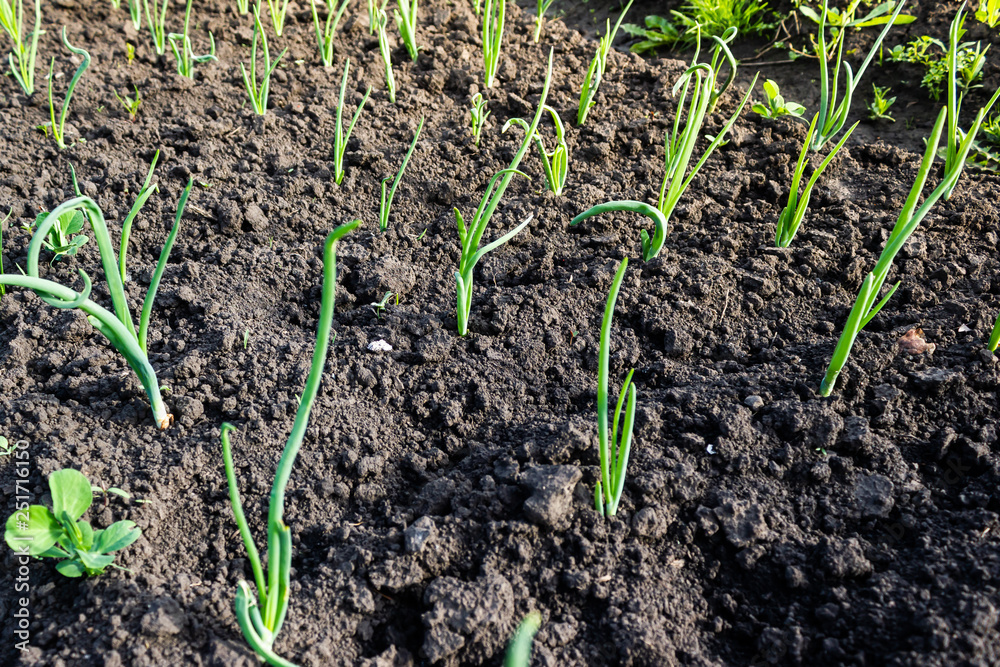 Fresh garlic and onion sprouts grow from the ground. Gardening, harvest in the garden. Healthy and vegetarian food Fresh garlic and onion sprouts grow from the ground. Gardening, harvest in the garden. Healthy and vegetarian food