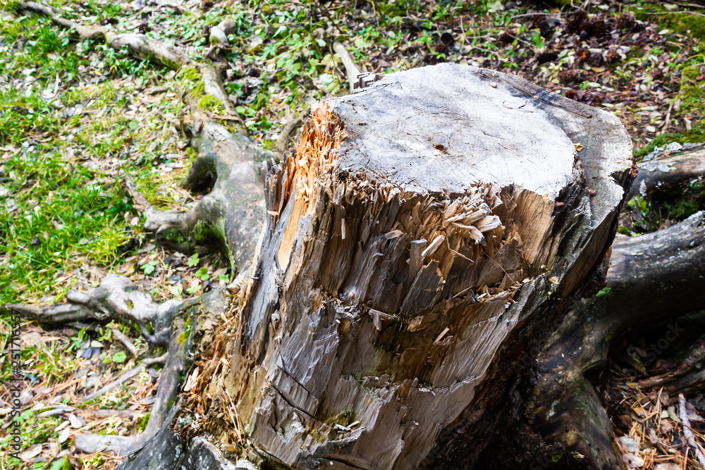 Old wooden stump in autumn forest Old wooden stump in autumn forest