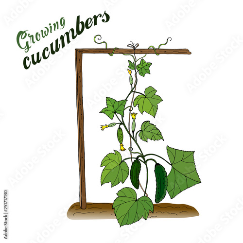 Vegetables. Cucumbers. Growing crops in the garden. Horticulture. Vector