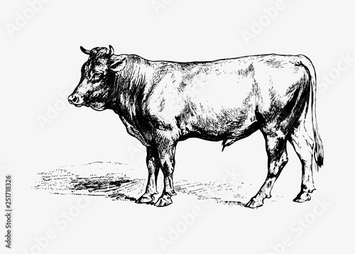 Bull vintage drawing