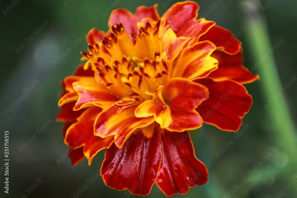 wet flower close up macro photo wet flower close up macro photo