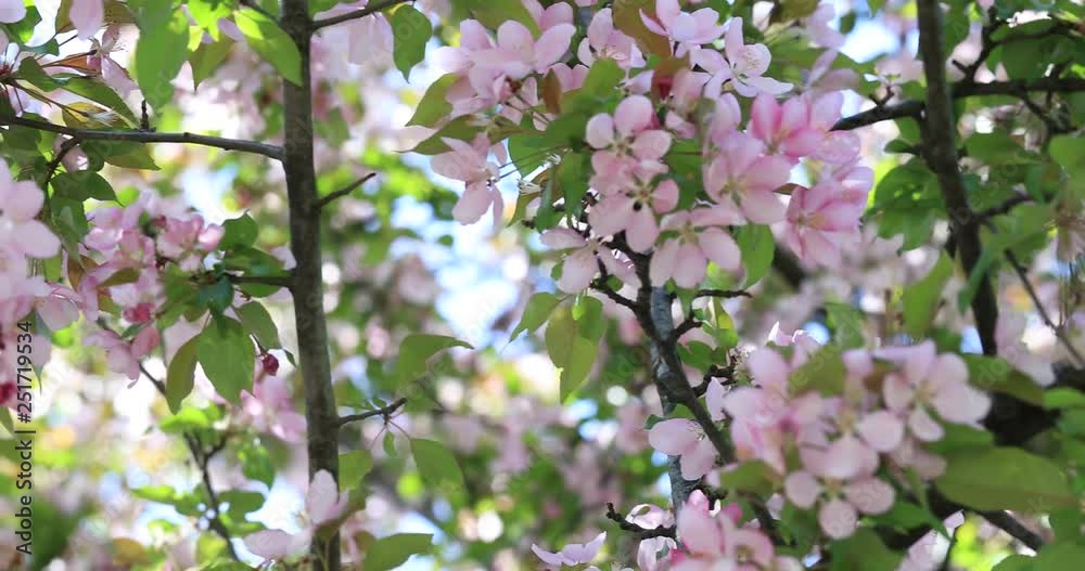 Beautiful apple tree flowers blooming. Blossom blooming on tree in springtime. Spring tree blossom flowers with pink and red petals. Blossoming apple tree flowers with green leaves. Beautiful apple tree flowers blooming. Blossom blooming on tree in springtime. Spring tree blossom flowers with pink and red petals. Blossoming apple tree flowers with green leaves.