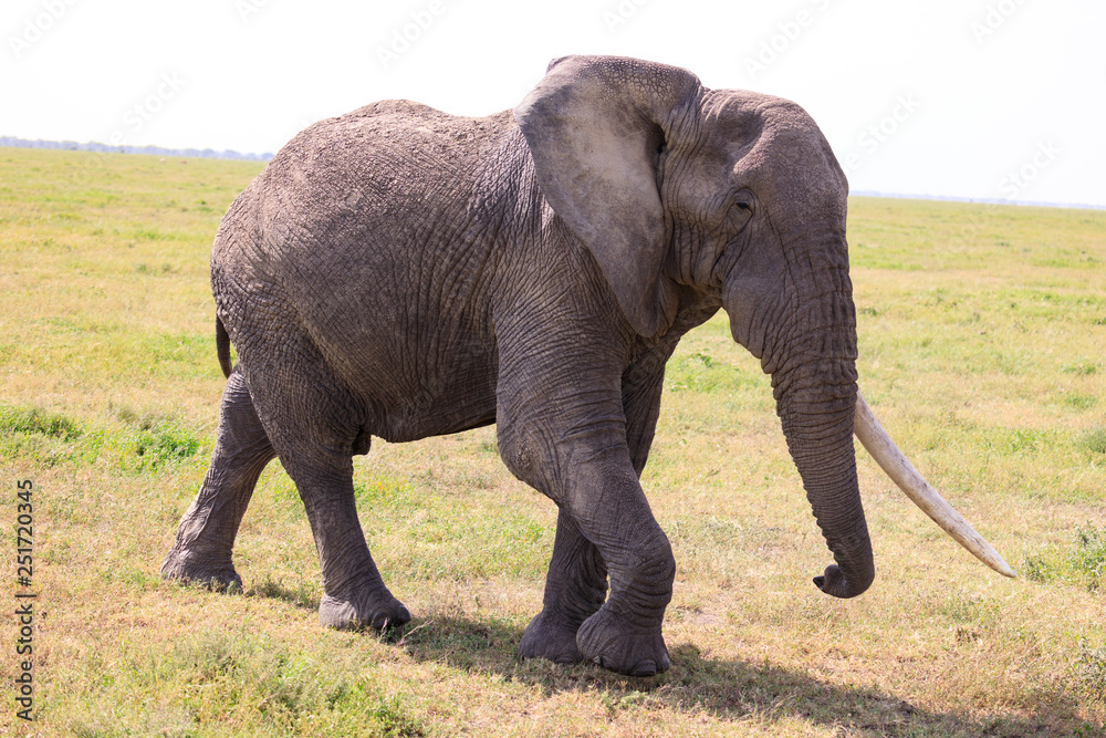 Obraz premium Ndutu Serenegti and Ngorongoro Safari 2019