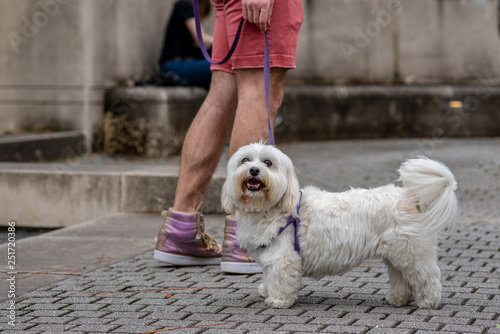 A cute little shih tzu dog smiles for the camera while out for a walk in a city park.