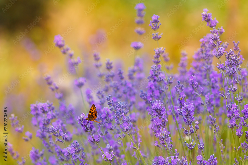 Naklejka premium Lavender bushes with butterfly closeup on sunset. Sunset mood over purple flowers of lavender. Inspirational summer flowers background.