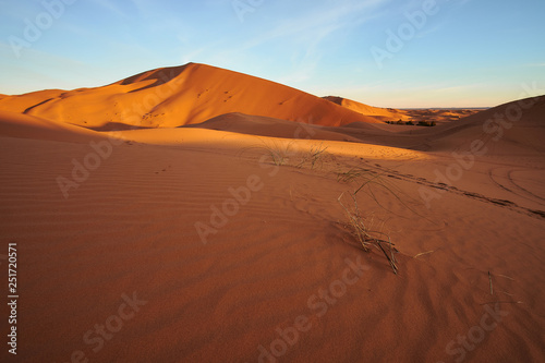 Detail of green grass in hot desert landscape during the sunrise in Sahara desert Morocco Africa