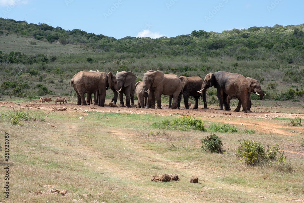 Herd of elephants in nature