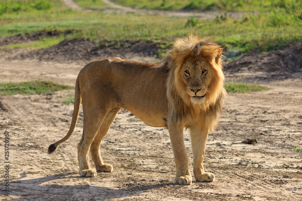 Ndutu Serenegti and Ngorongoro Safari 2019 Ndutu Serenegti and Ngorongoro Safari 2019