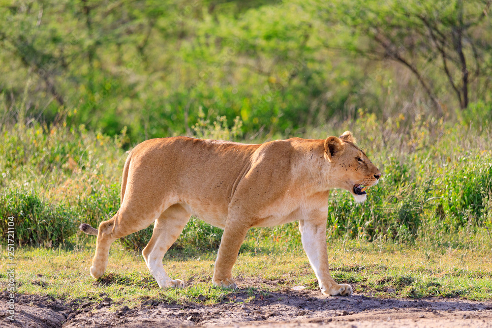 Ndutu Serenegti and Ngorongoro Safari 2019 Ndutu Serenegti and Ngorongoro Safari 2019