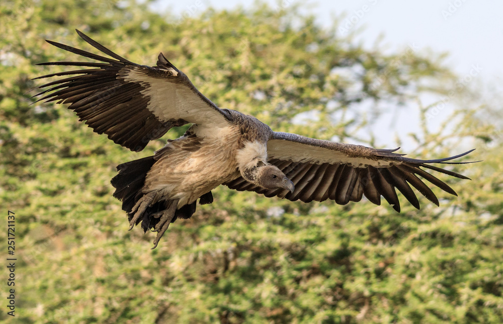 Obraz premium Ndutu Serenegti and Ngorongoro Safari 2019