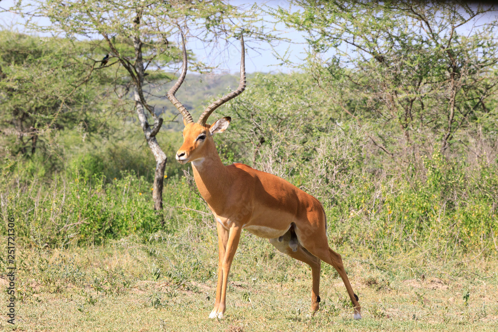 Ndutu Serenegti and Ngorongoro Safari 2019 Ndutu Serenegti and Ngorongoro Safari 2019