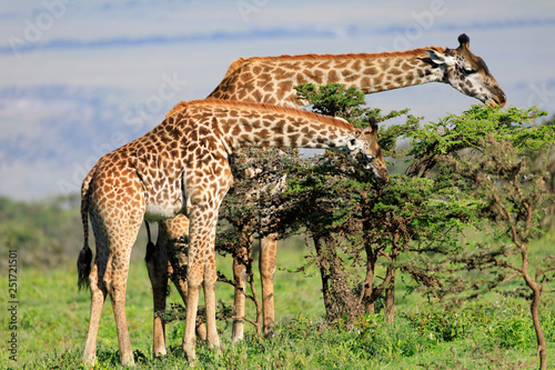 Ndutu Serenegti and Ngorongoro Safari 2019