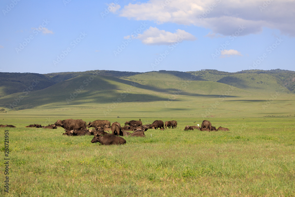 Ndutu Serenegti and Ngorongoro Safari 2019 Ndutu Serenegti and Ngorongoro Safari 2019