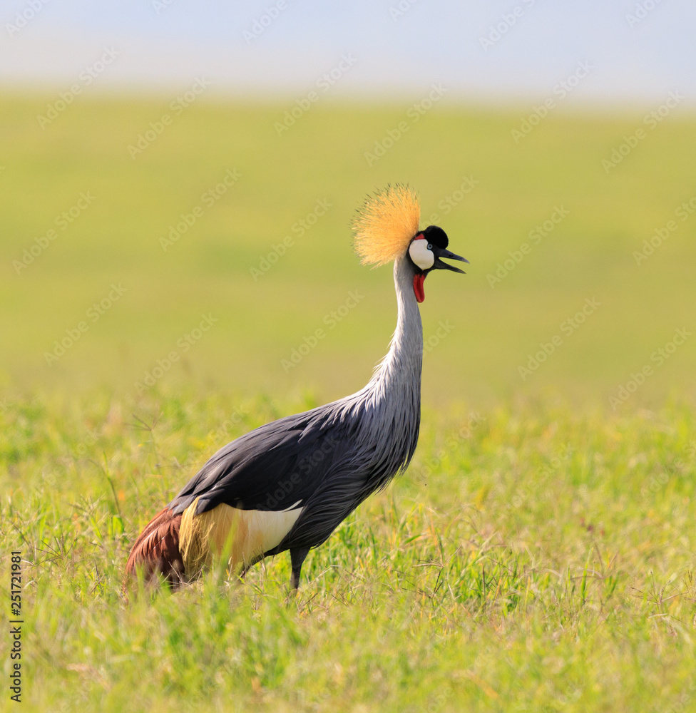 Fototapeta premium Ndutu Serenegti and Ngorongoro Safari 2019