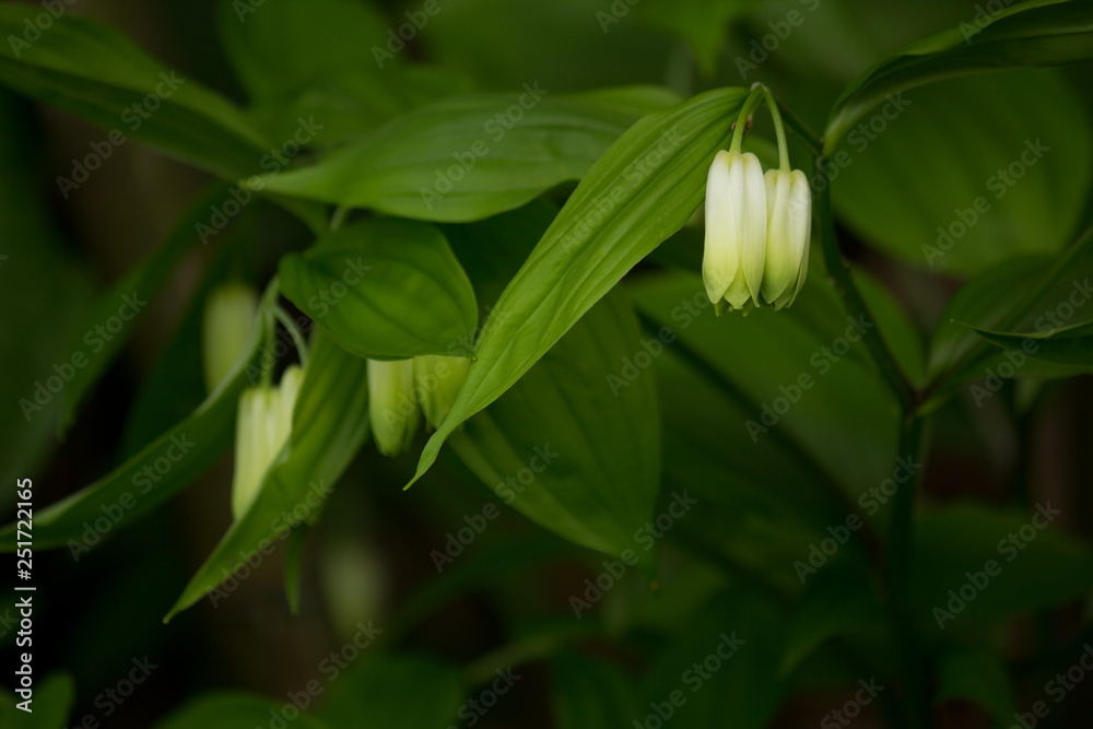 Obraz premium ホウチャクソウ