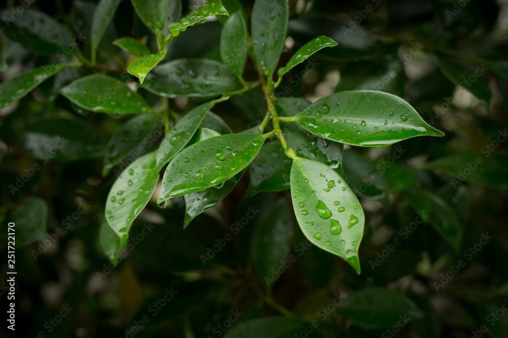 water dew drop on green leaf nature water dew drop on green leaf nature