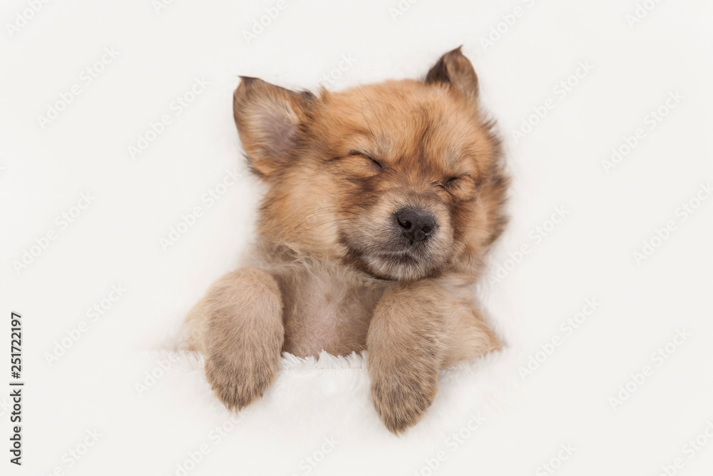 Sweet little sleeping puppy on white background 