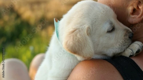 Woman holding small labrador puppy dog on her shoulder - providing safety and comfort