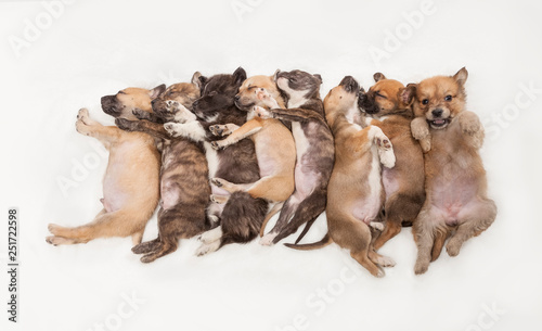 Sweet eight little sleeping puppies on white background 