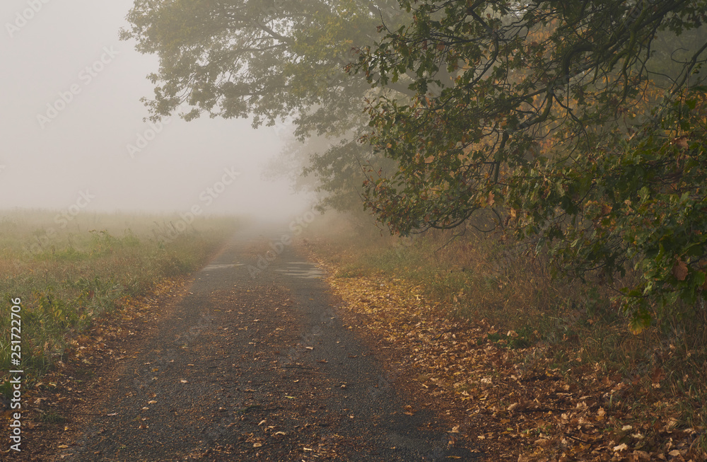 Obraz premium Foggy autumn road