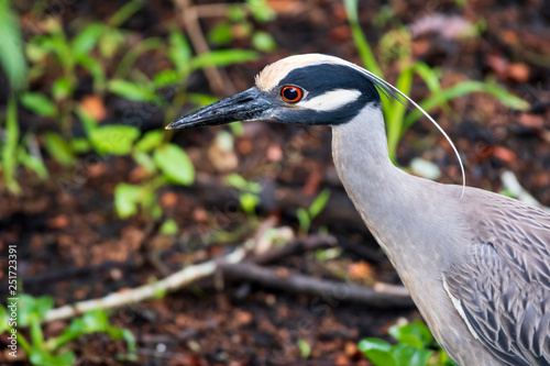 Yellow crowned night heron portrait photo
