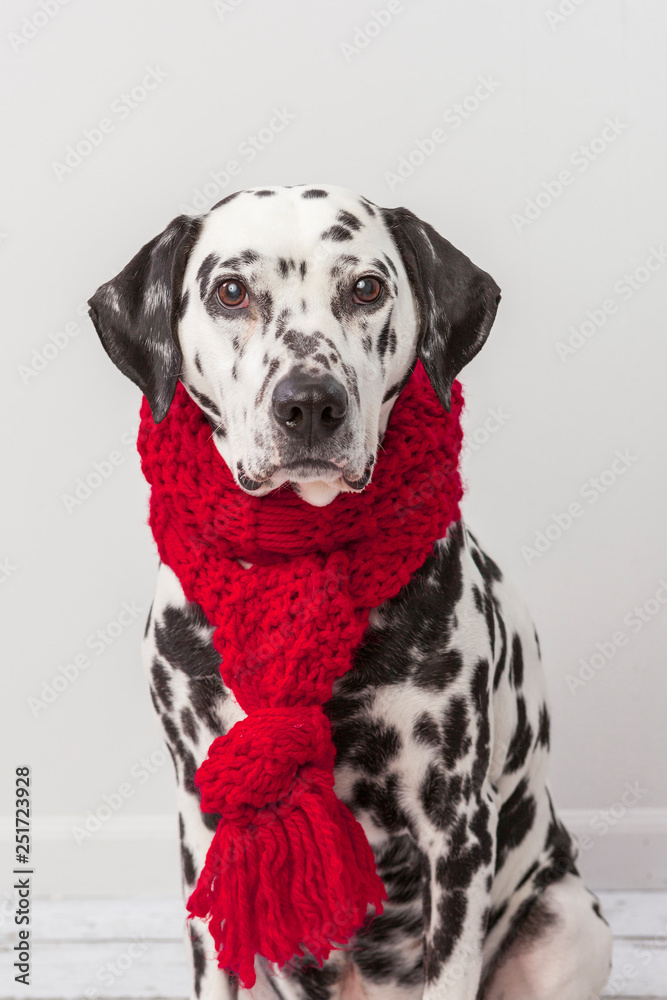 Dalmatian dog sitting with red scarf wrapped around on light grey background