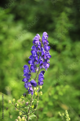 wolfsbane, Aconitum napellus, in a iverside forest near the danube in austria photo