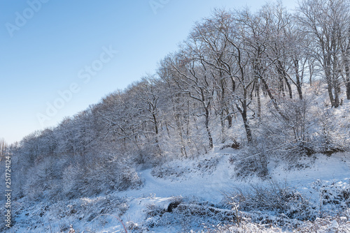 Landscape of a beautiful snow covered winter forest © Vastram