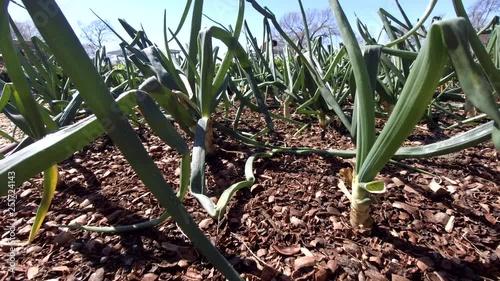 Fresh young green onions in the garden.