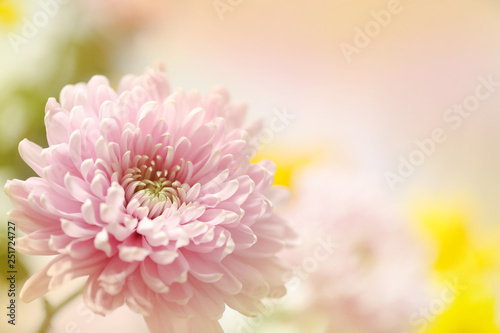 A soft pink flower in a horizontal presentation with a blurred background for text.