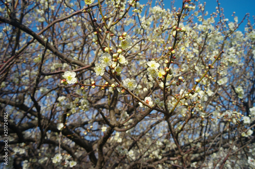 梅の木 白梅の花