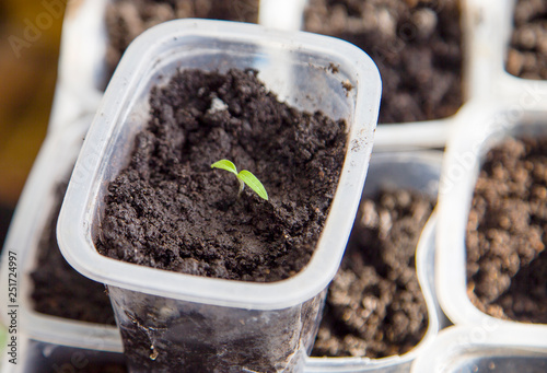 seedlings in plastic boxes