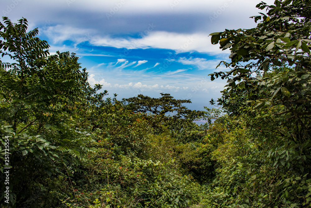 Bright Blue Sky with Clouds Peeks over the Thick Canopy of Trees in the Rainforest of Mombacho Volcano in Nicaragua