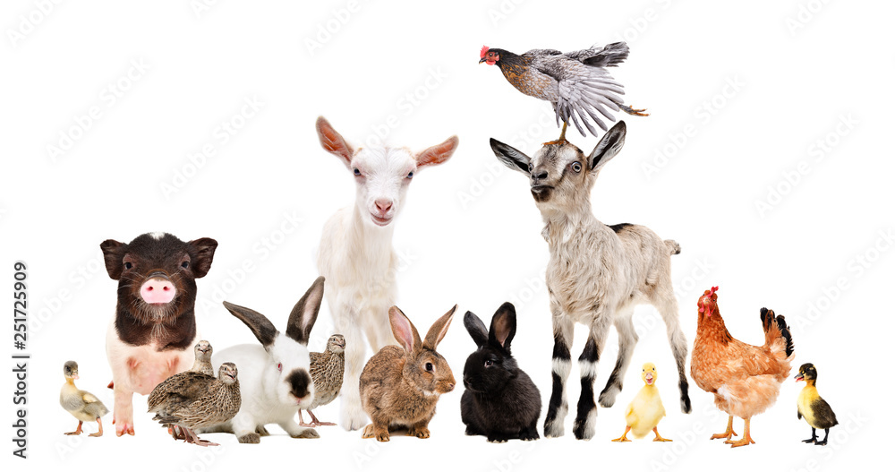 Obraz Group of funny farm animals