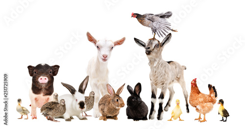 Group of funny farm animals