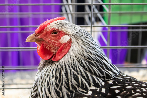Beautiful Black and White Chicken at the 4H Club Exhibit at the San Diego County Fair, California, USA